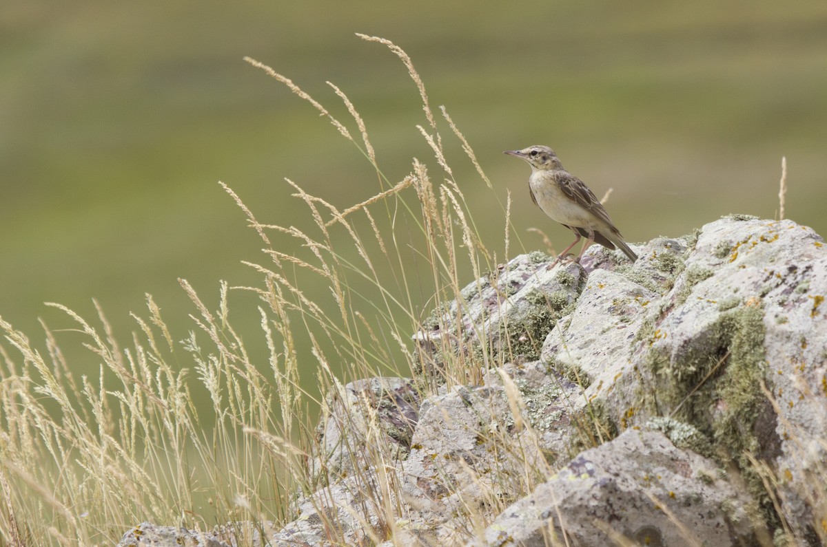 Pipit rousseline - ML405653971