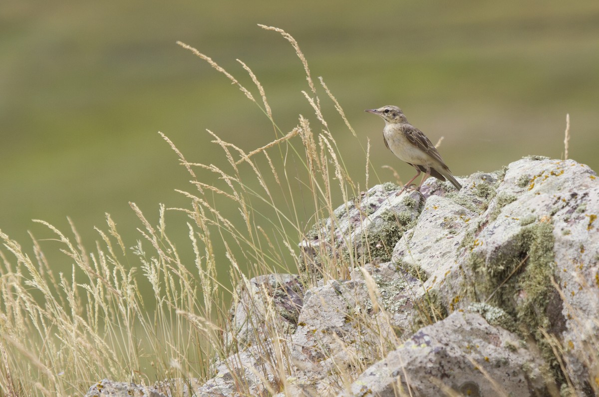 Tawny Pipit - ML405653971