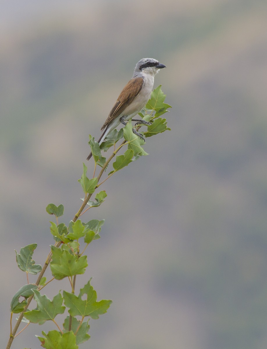 Red-backed Shrike - ML405654091