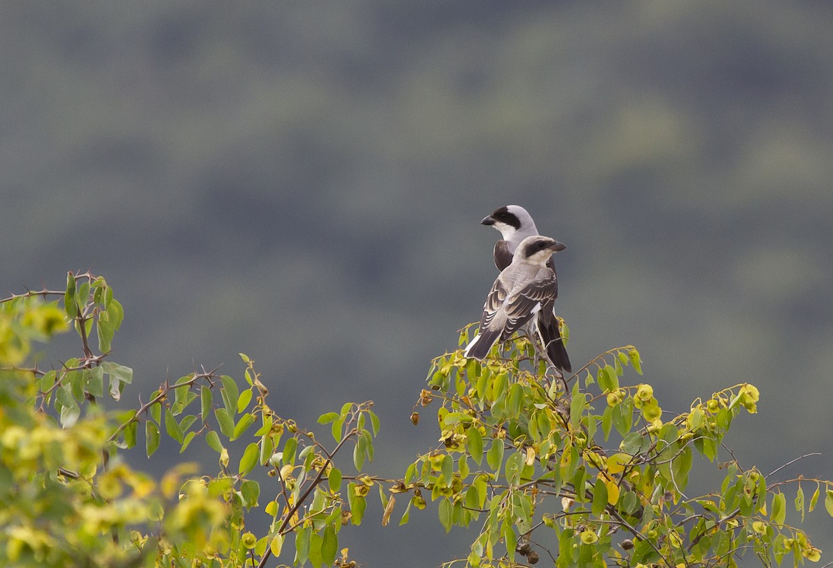 Lesser Gray Shrike - ML405654111