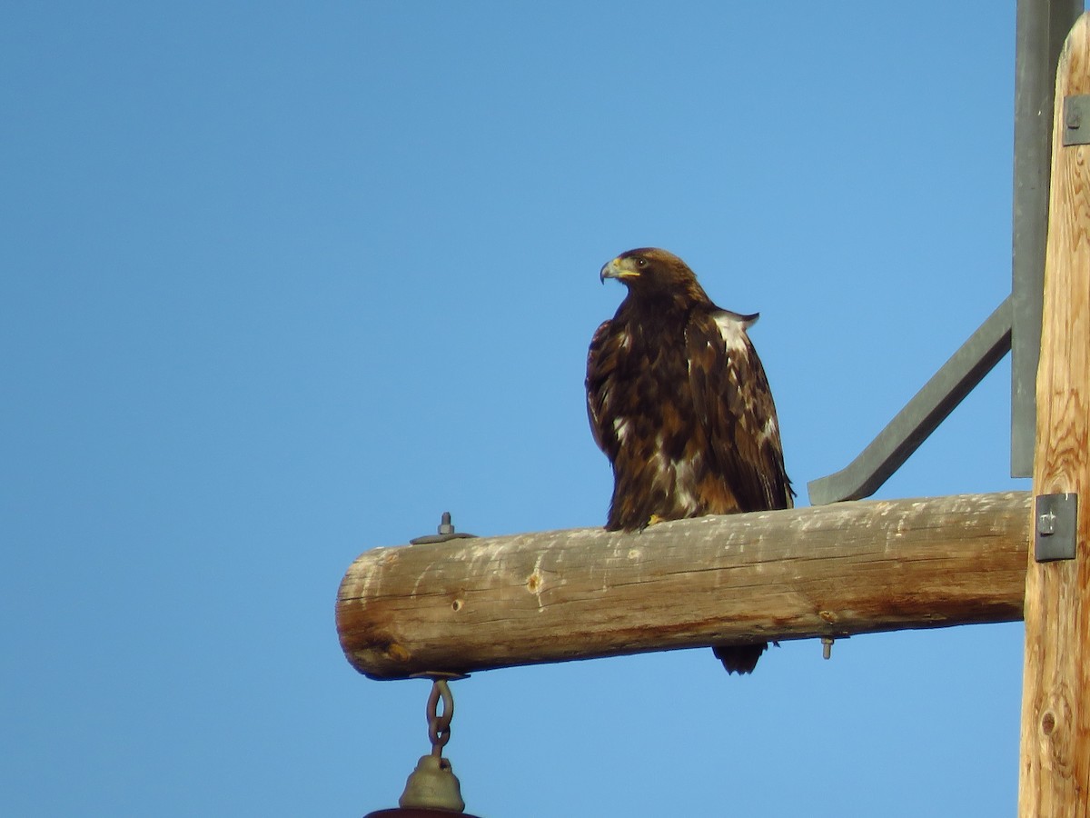 Golden Eagle - ML405654391