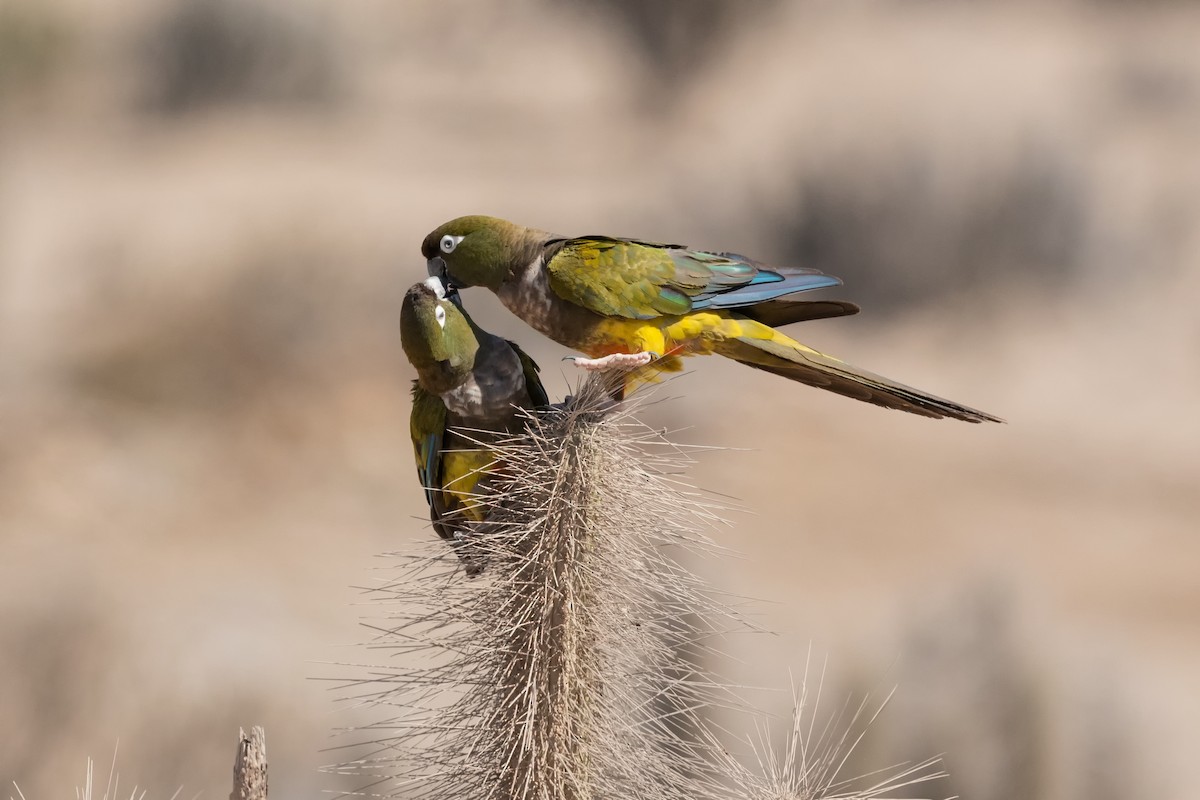 Burrowing Parakeet - ML405655611