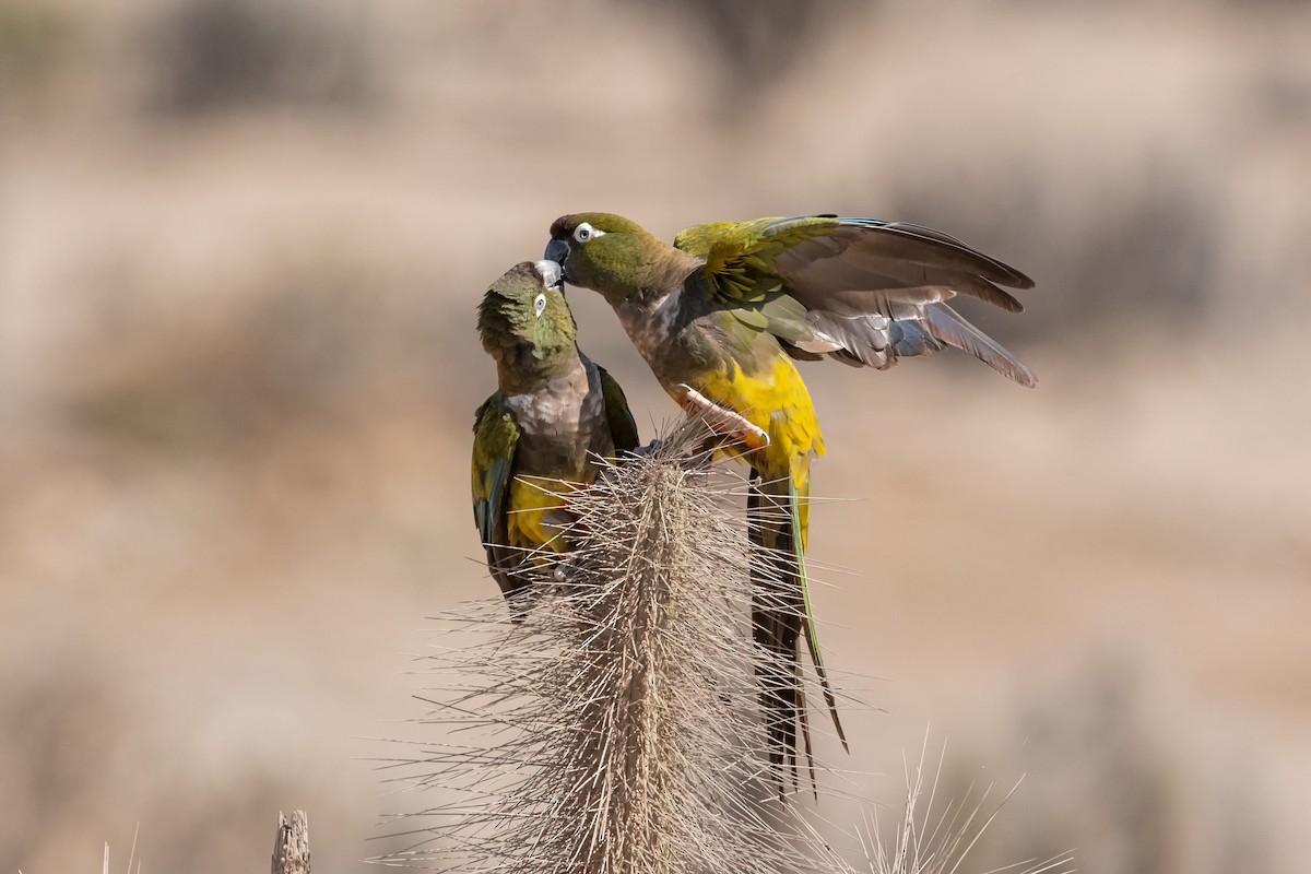 Burrowing Parakeet - ML405655621