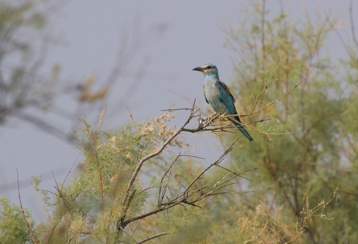 European Roller - ML405656851