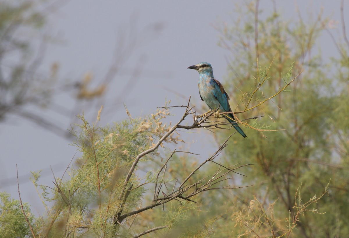 European Roller - Alexander Perevozov