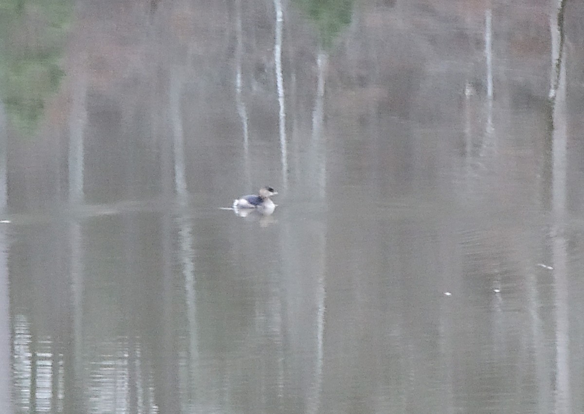 Pied-billed Grebe - ML405657831