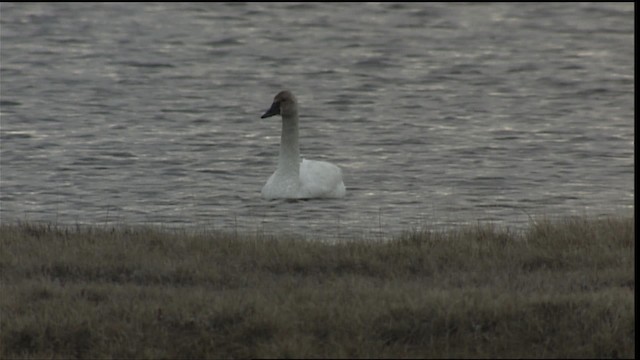 Tundra Swan (Whistling) - ML405658