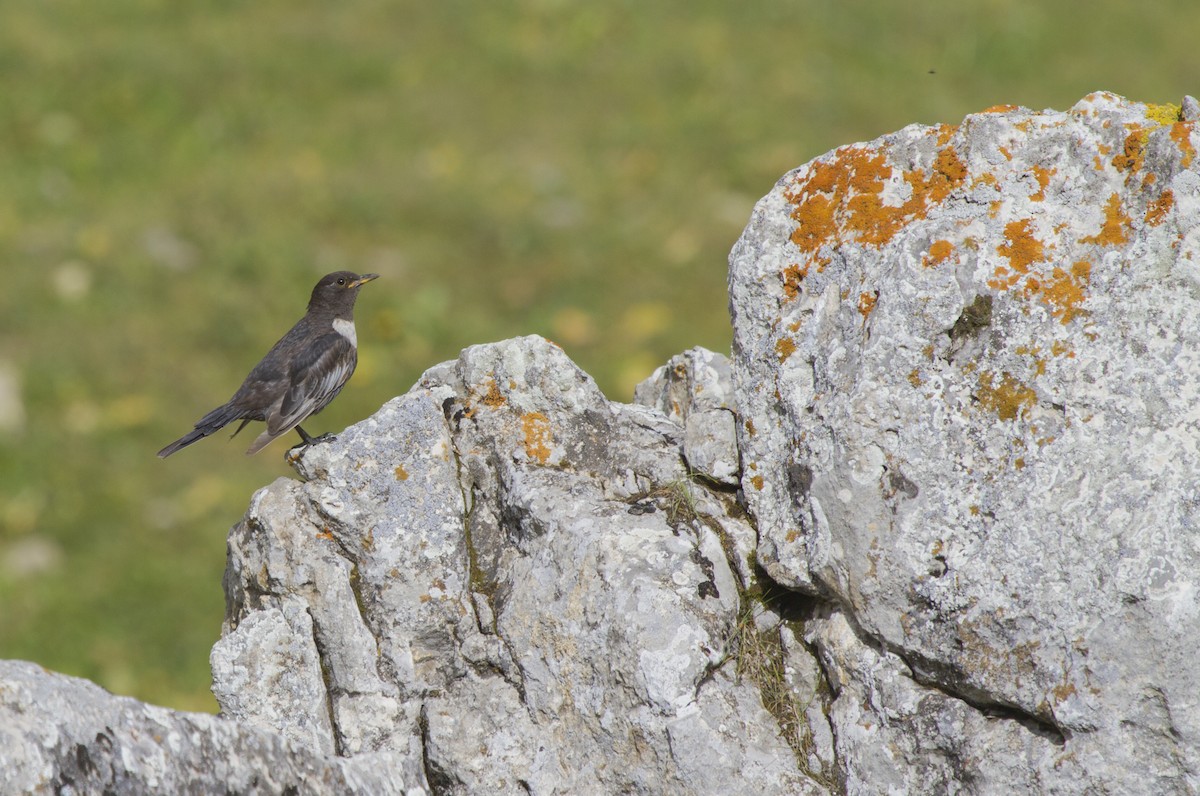 Ring Ouzel - ML405658511