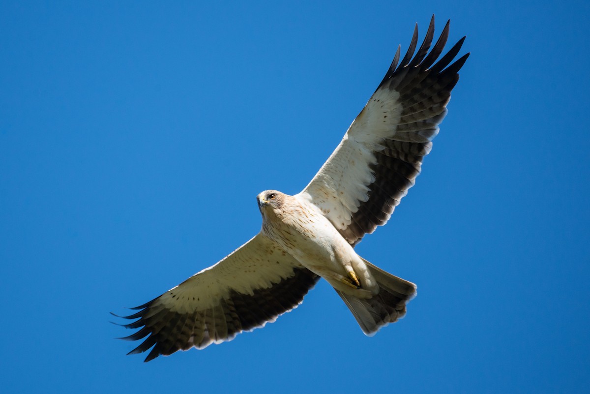 Booted Eagle - ML405659291