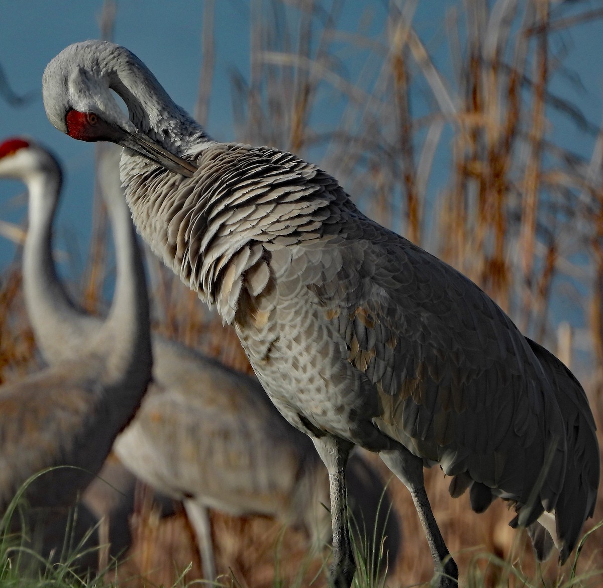 Grulla Canadiense - ML405661451