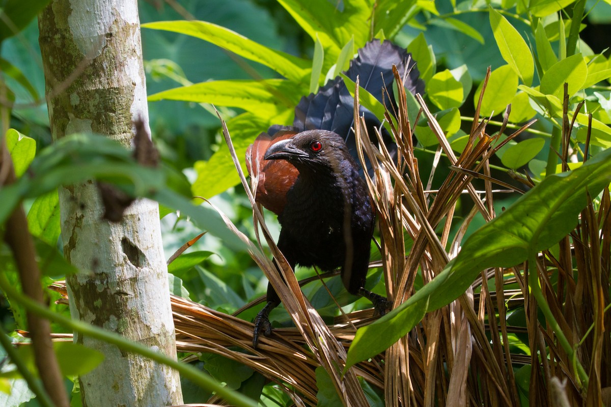 Greater Coucal - ML405663071