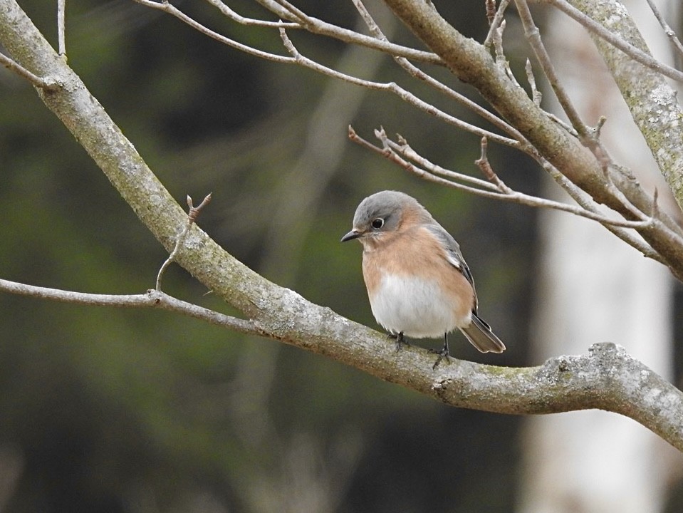 Eastern Bluebird - ML405663781