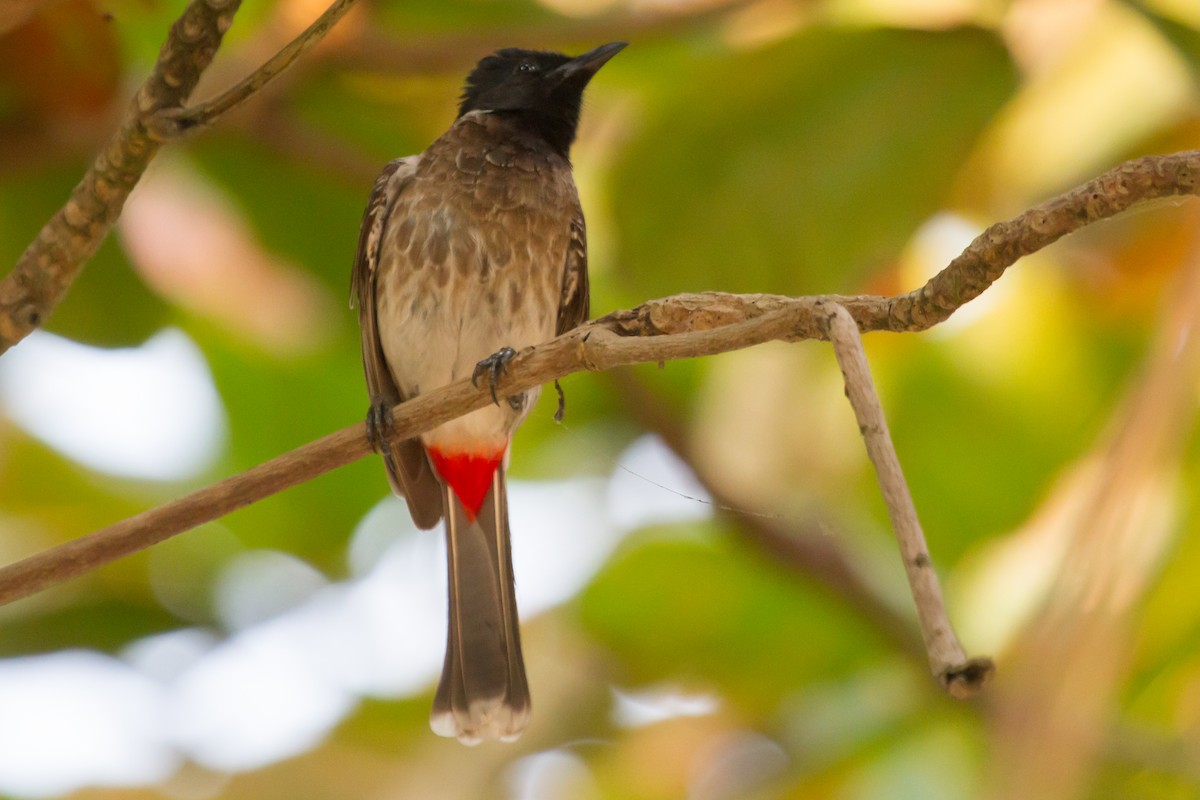 Red-vented Bulbul - ML405664421