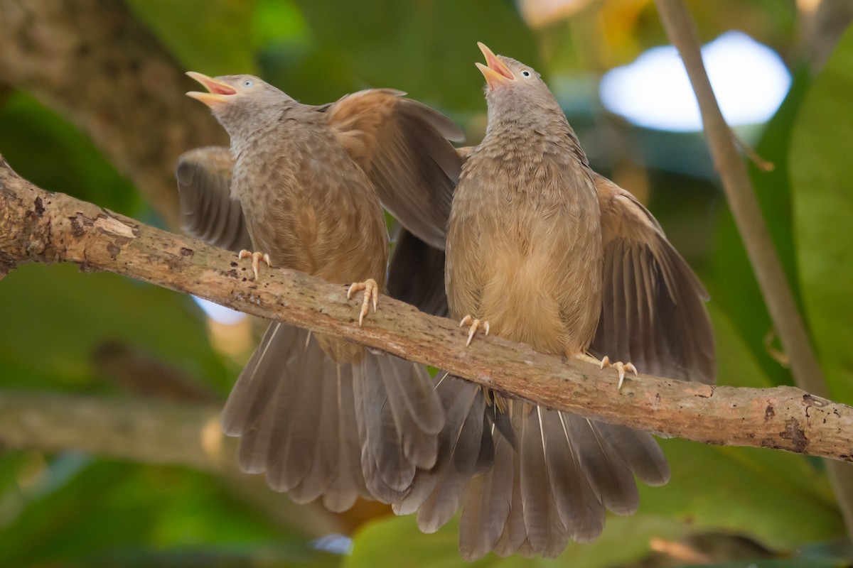 Yellow-billed Babbler - ML405664661