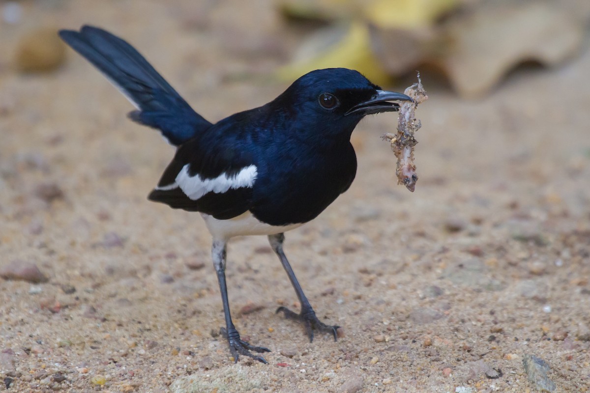 Oriental Magpie-Robin - ML405664721