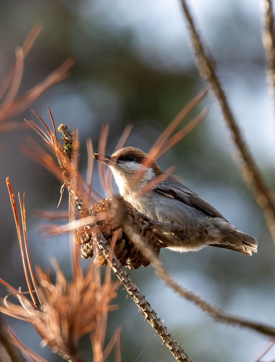 Brown-headed Nuthatch - ML405665581