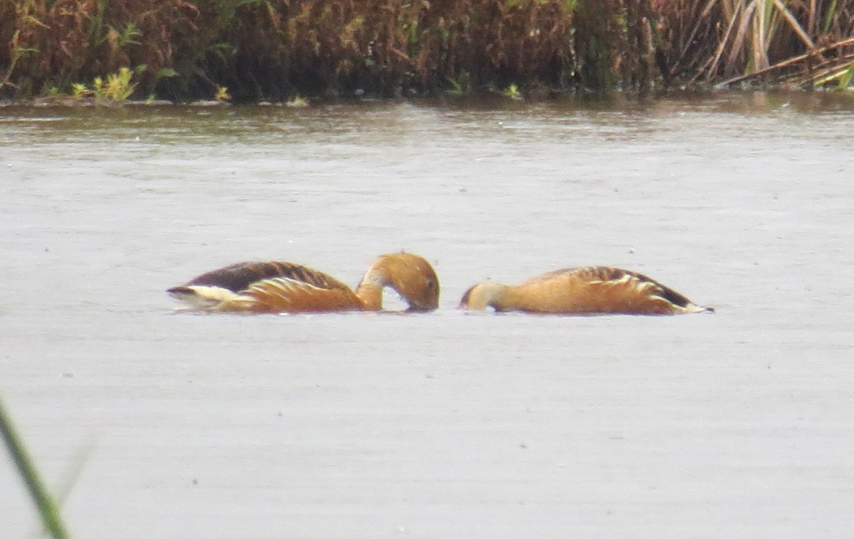 Fulvous Whistling-Duck - ML405666301