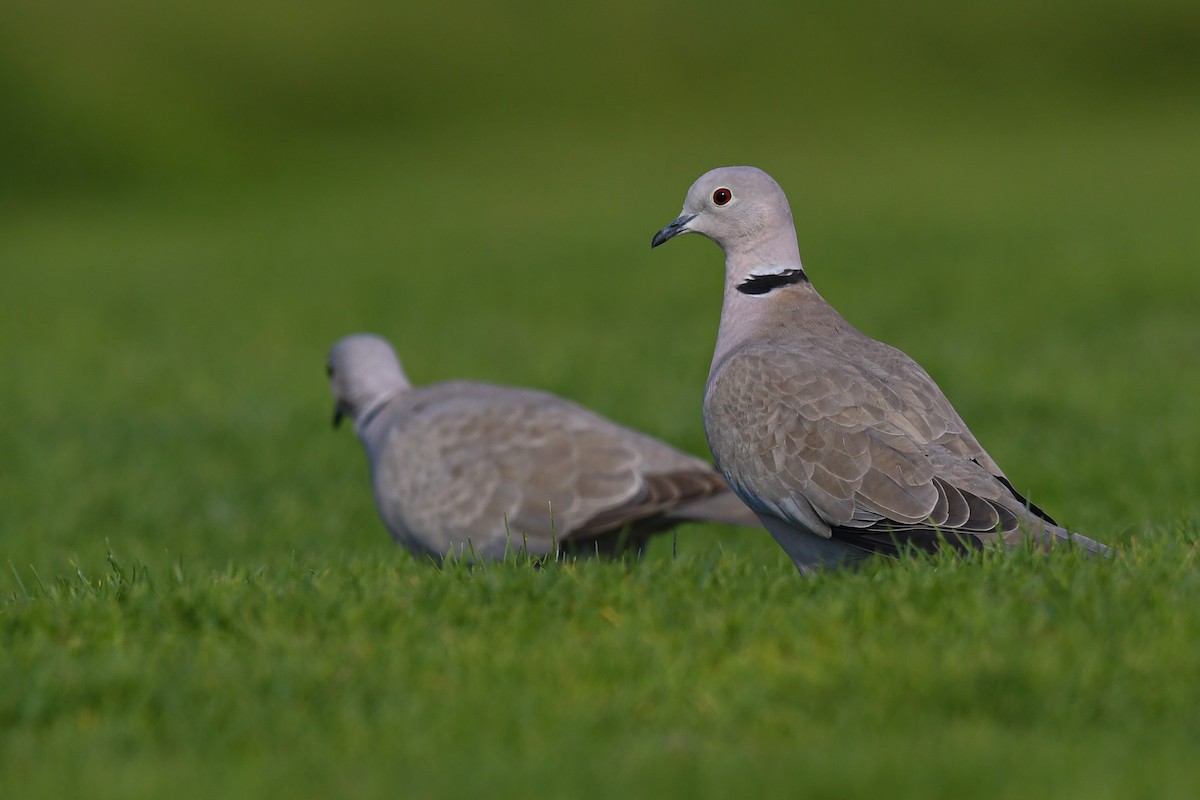 Eurasian Collared-Dove - ML405666311