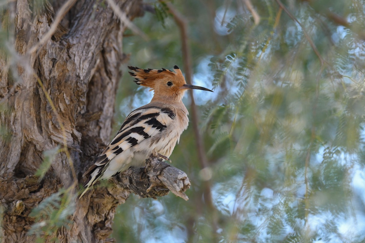 Eurasian Hoopoe - ML405666421