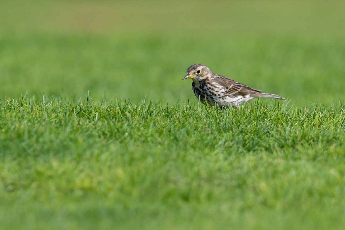 Meadow Pipit - ML405666471