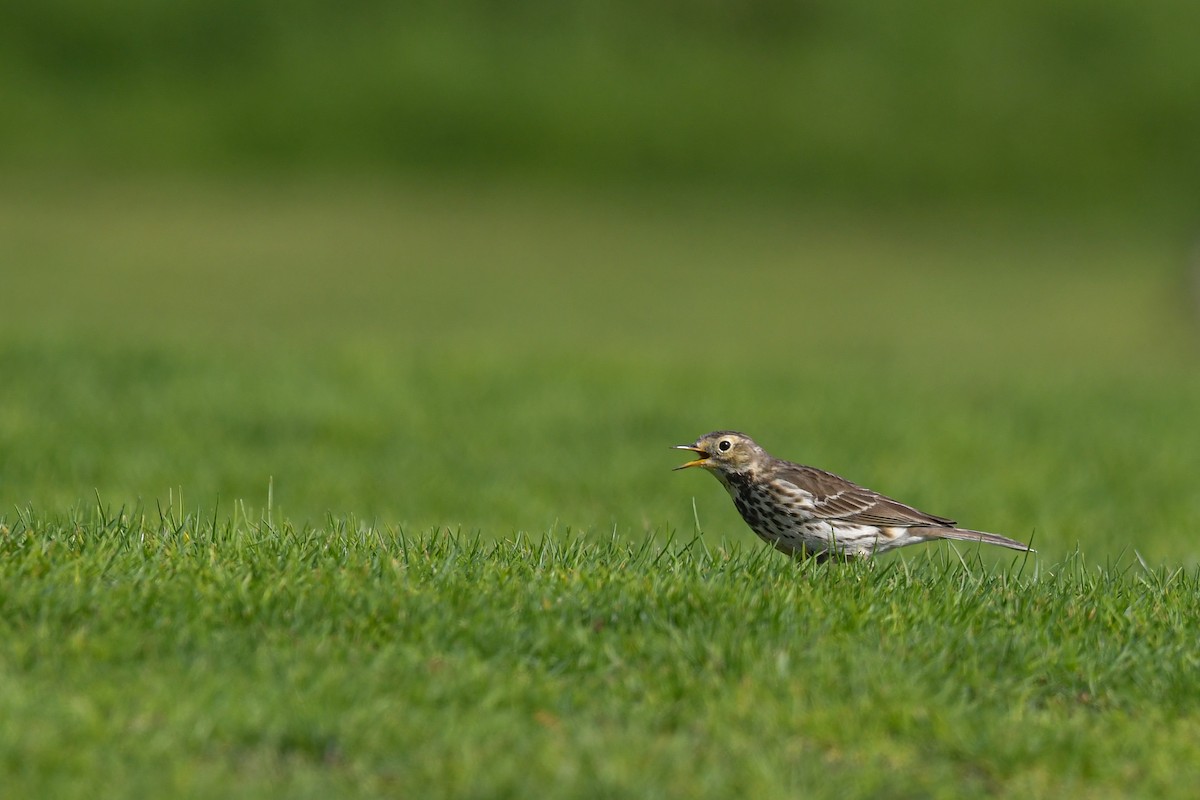 Meadow Pipit - Nasir Almehrzi