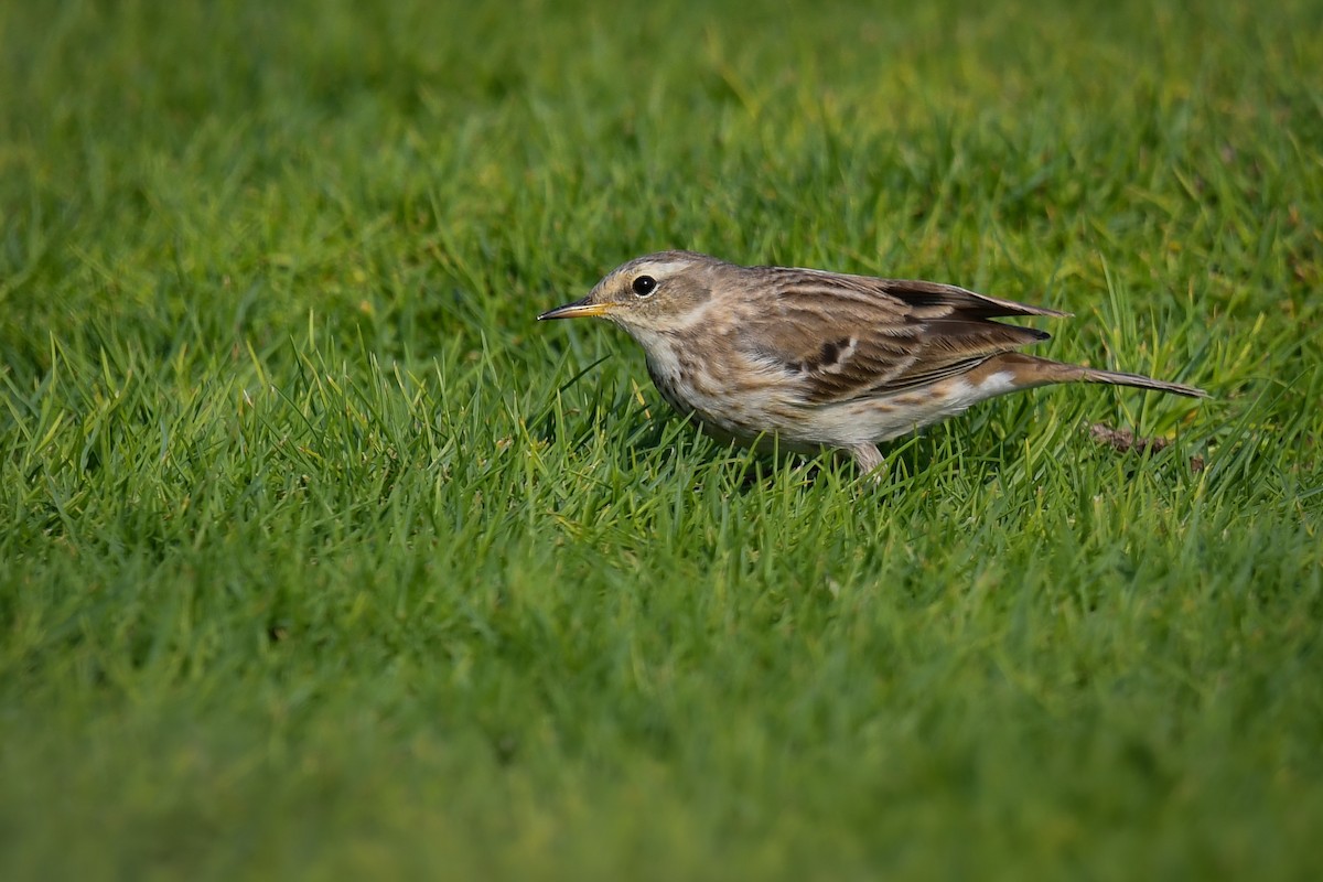 Meadow Pipit - ML405666491