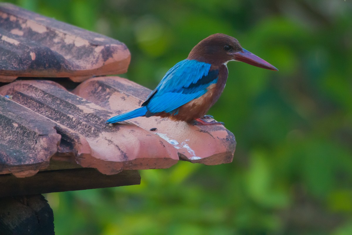 White-throated Kingfisher - ML405666691