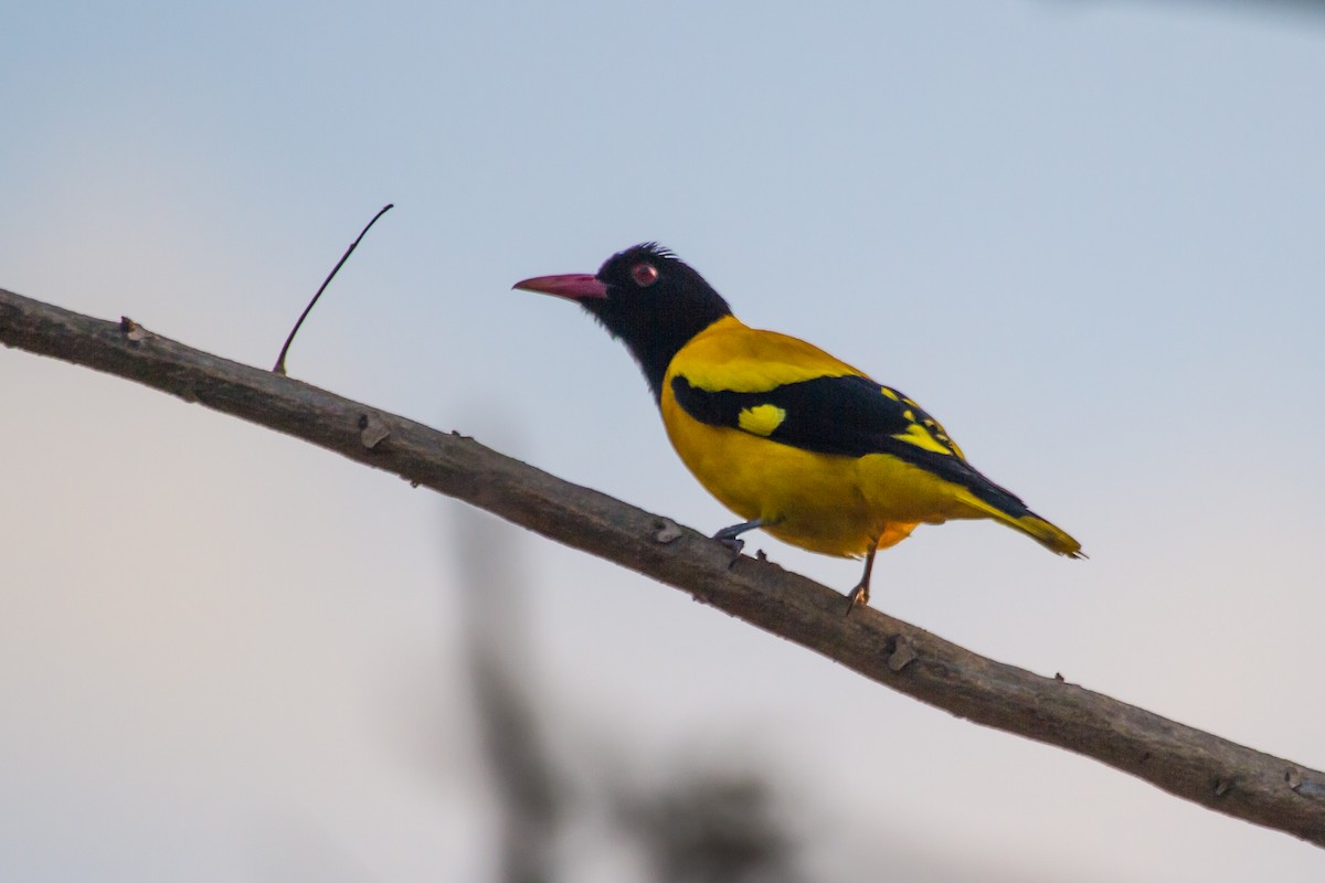 Black-hooded Oriole - ML405666711