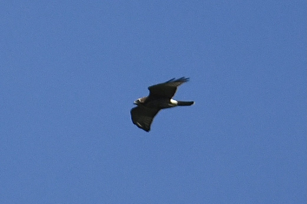 Broad-winged Hawk - ML405666751