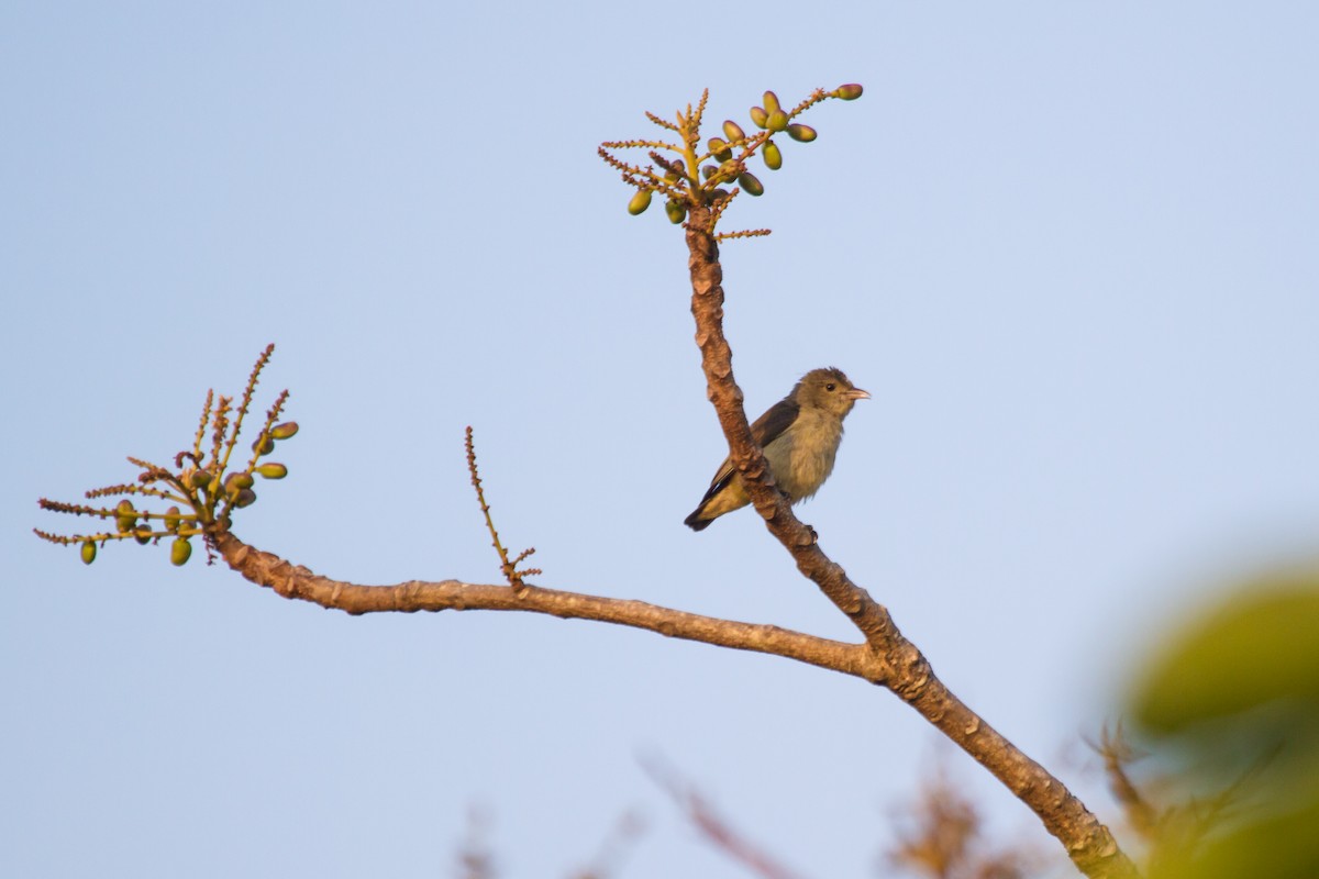 Pale-billed Flowerpecker - ML405667001