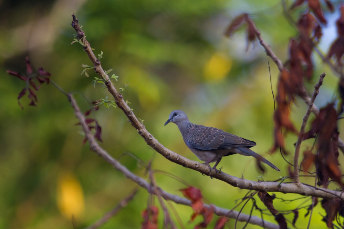 Spotted Dove - ML405667521
