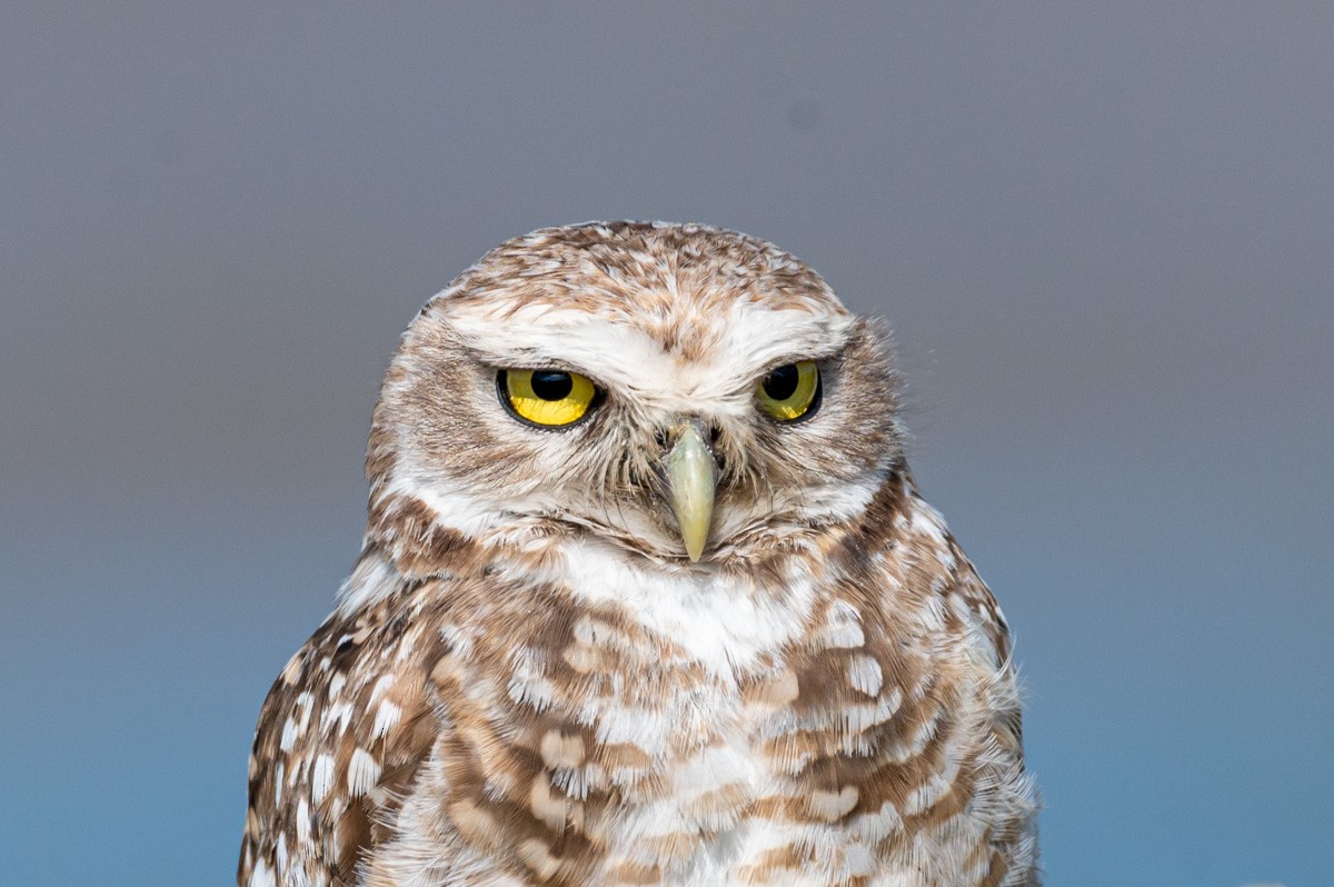 Burrowing Owl - Victor Hugo Michelini