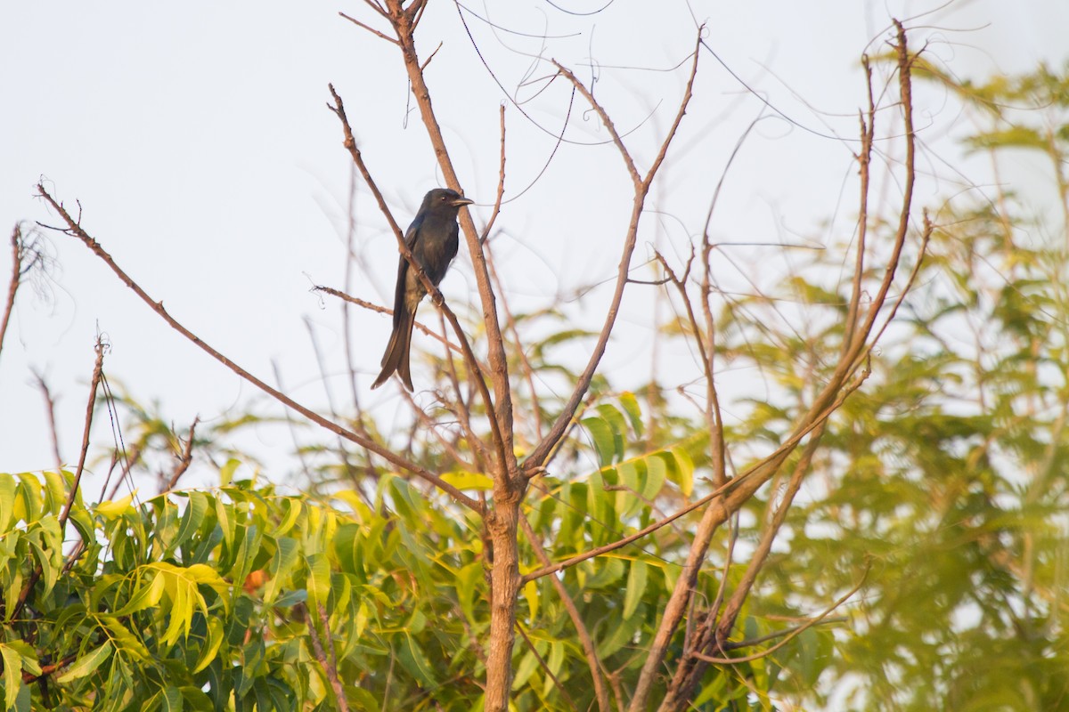 White-bellied Drongo - ML405667971