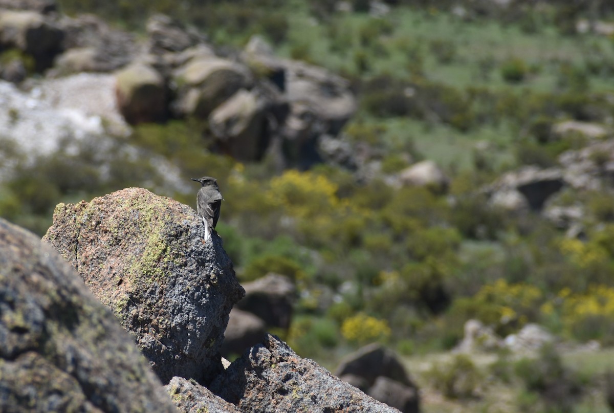 Black-billed Shrike-Tyrant - Alicia Antivero