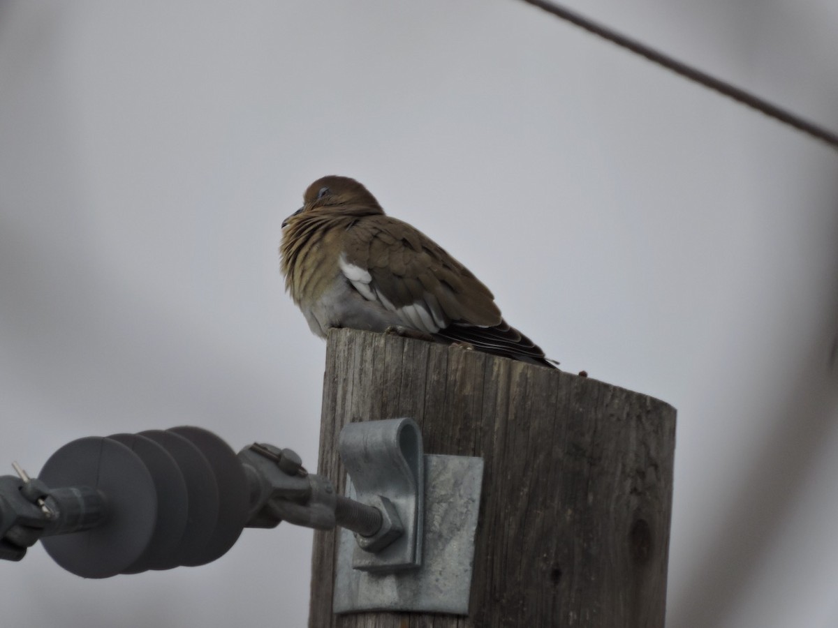 White-winged Dove - ML405668531