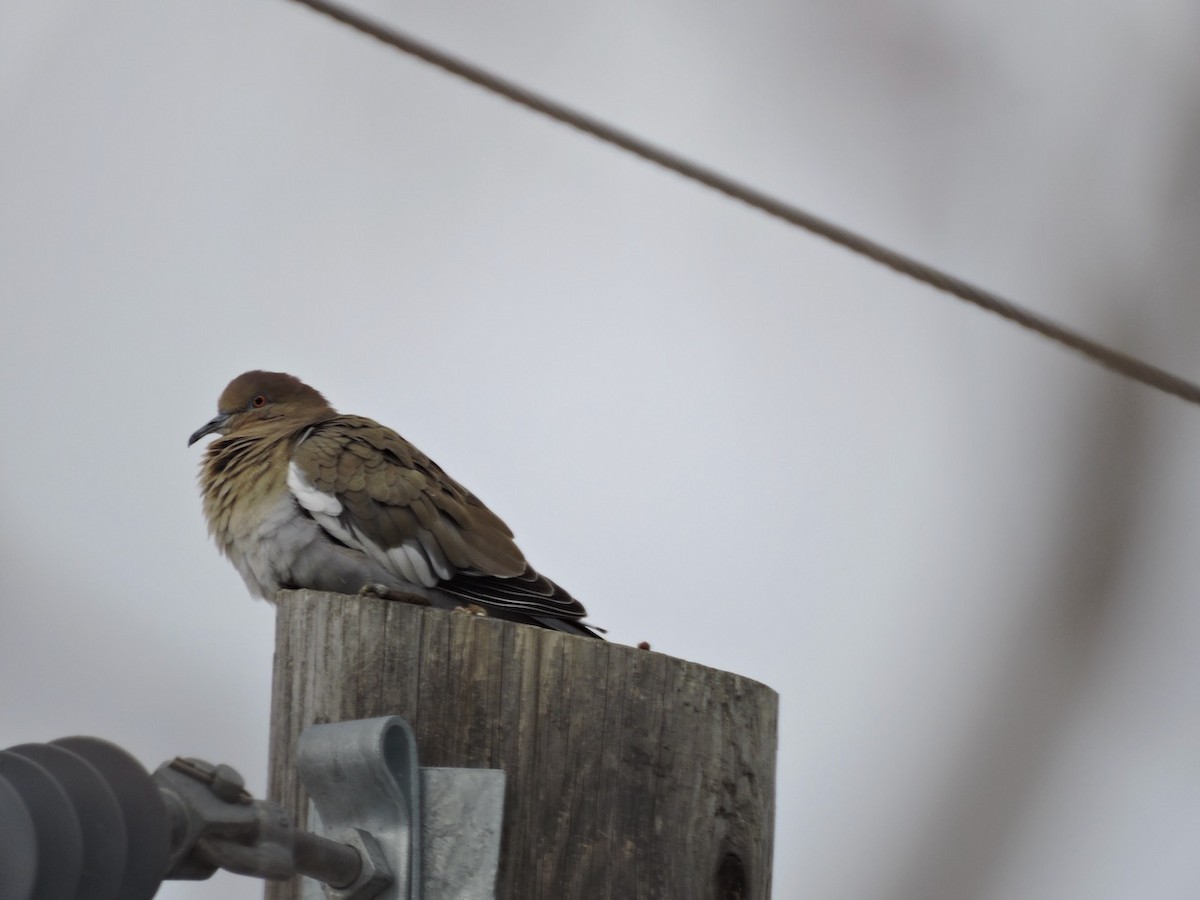 White-winged Dove - ML405668541