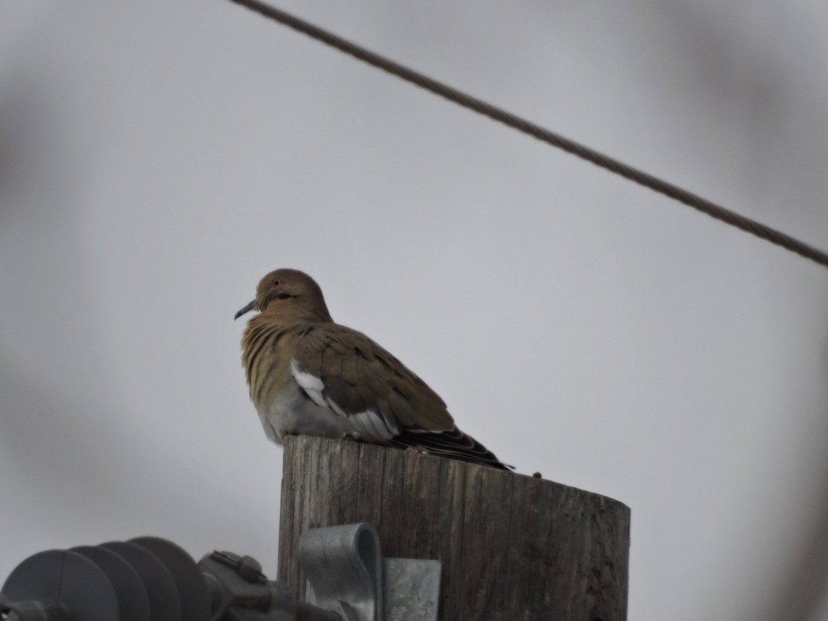 White-winged Dove - ML405668561