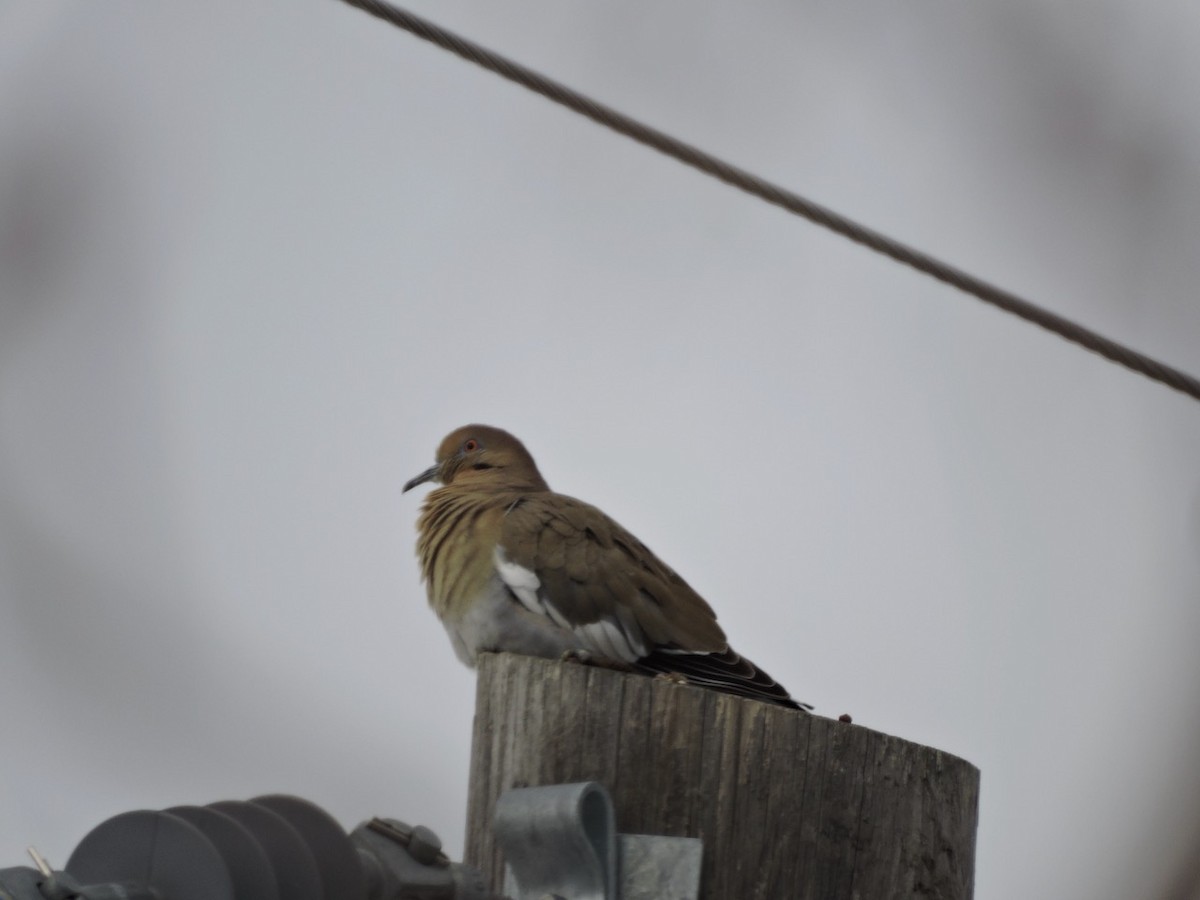 White-winged Dove - ML405668571