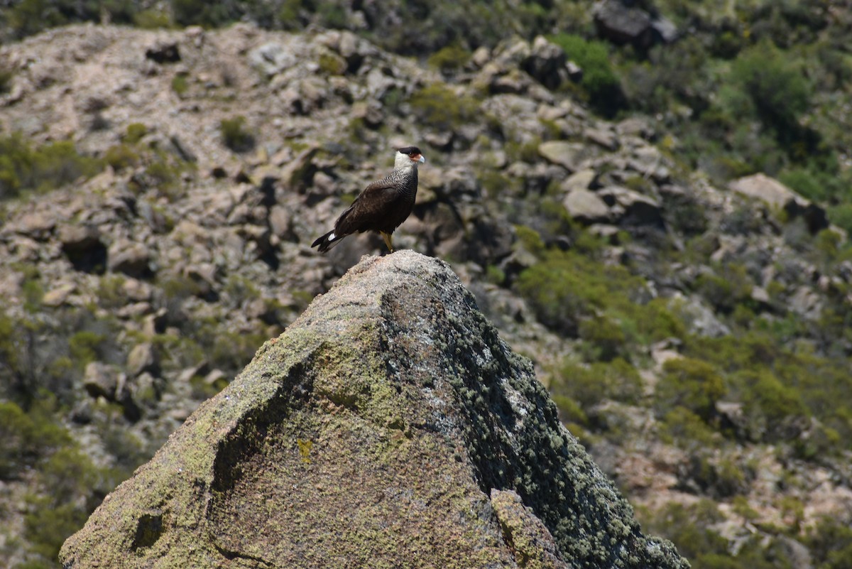 Crested Caracara - ML405668661