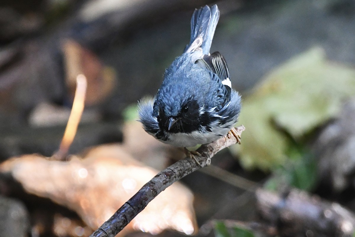 Black-throated Blue Warbler - ML405668701