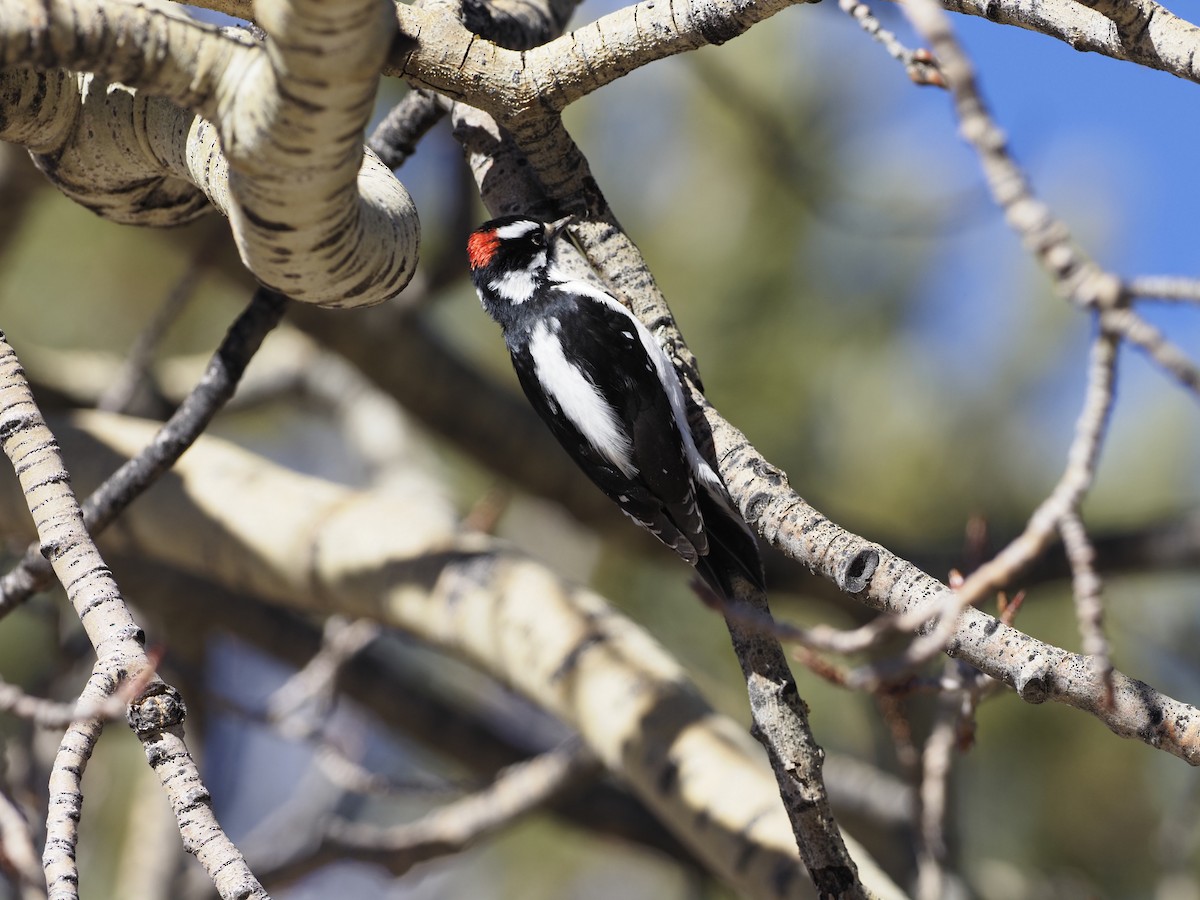 Downy Woodpecker - ML405669101