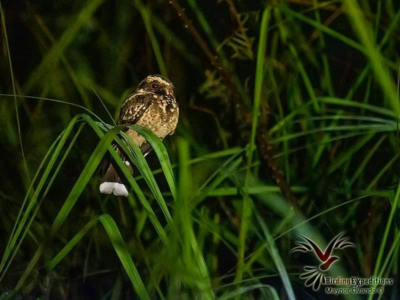 Spot-tailed Nightjar - ML405669591