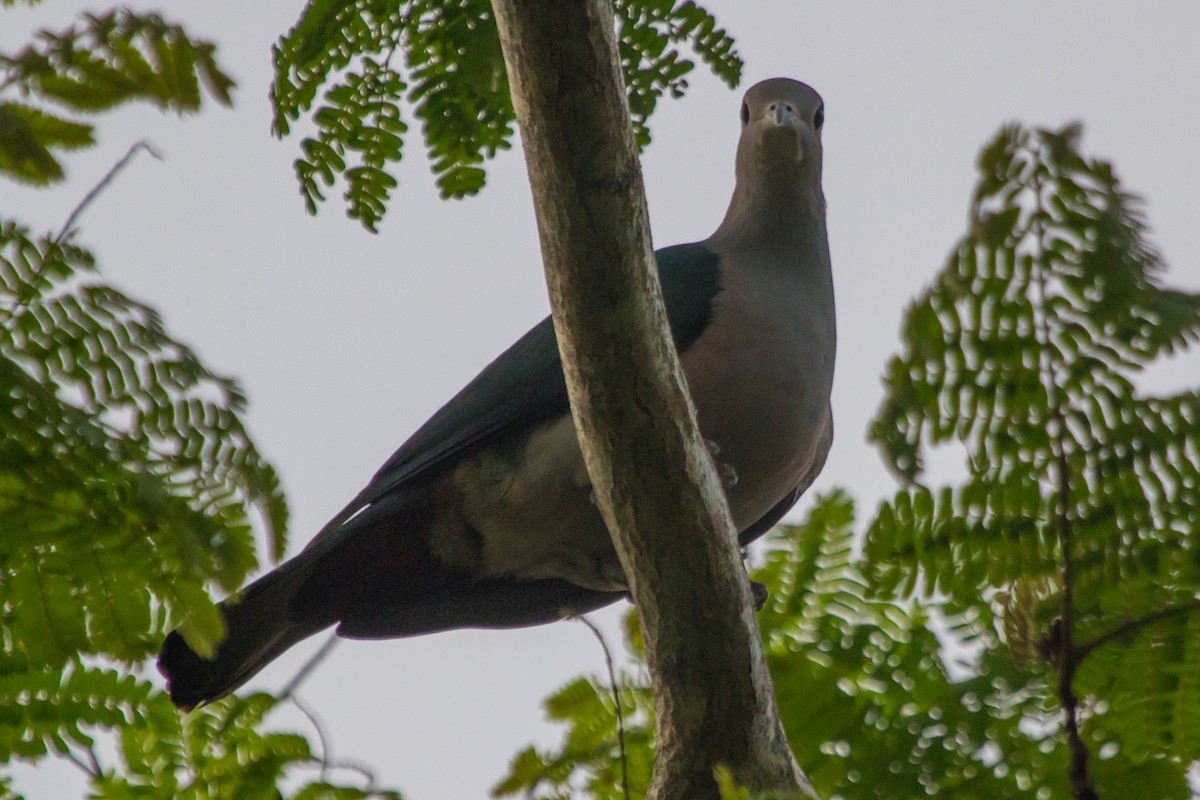 Green Imperial-Pigeon - ML405669731
