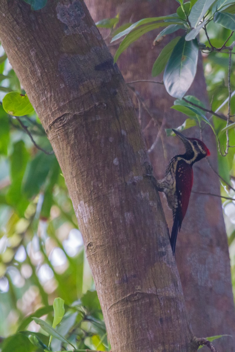 Black-rumped Flameback - ML405669991