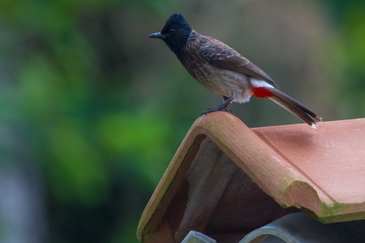 Red-vented Bulbul - ML405670051