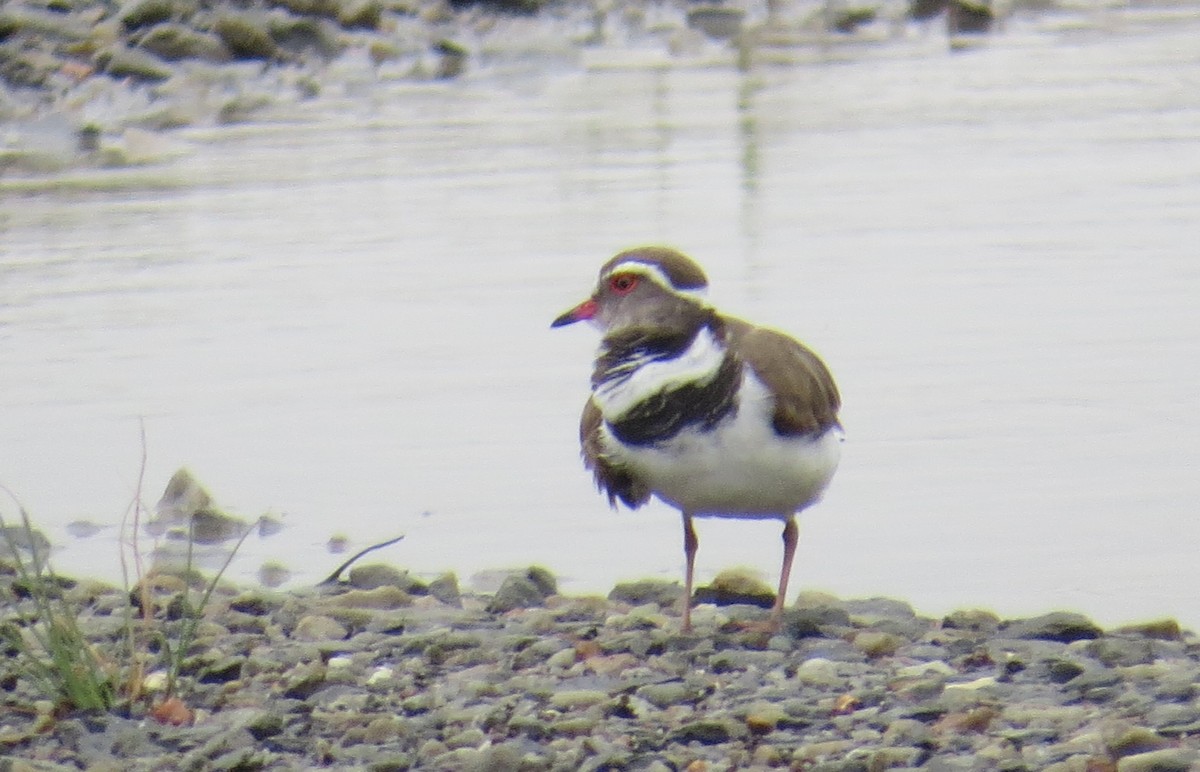 Three-banded Plover (African) - ML405670211