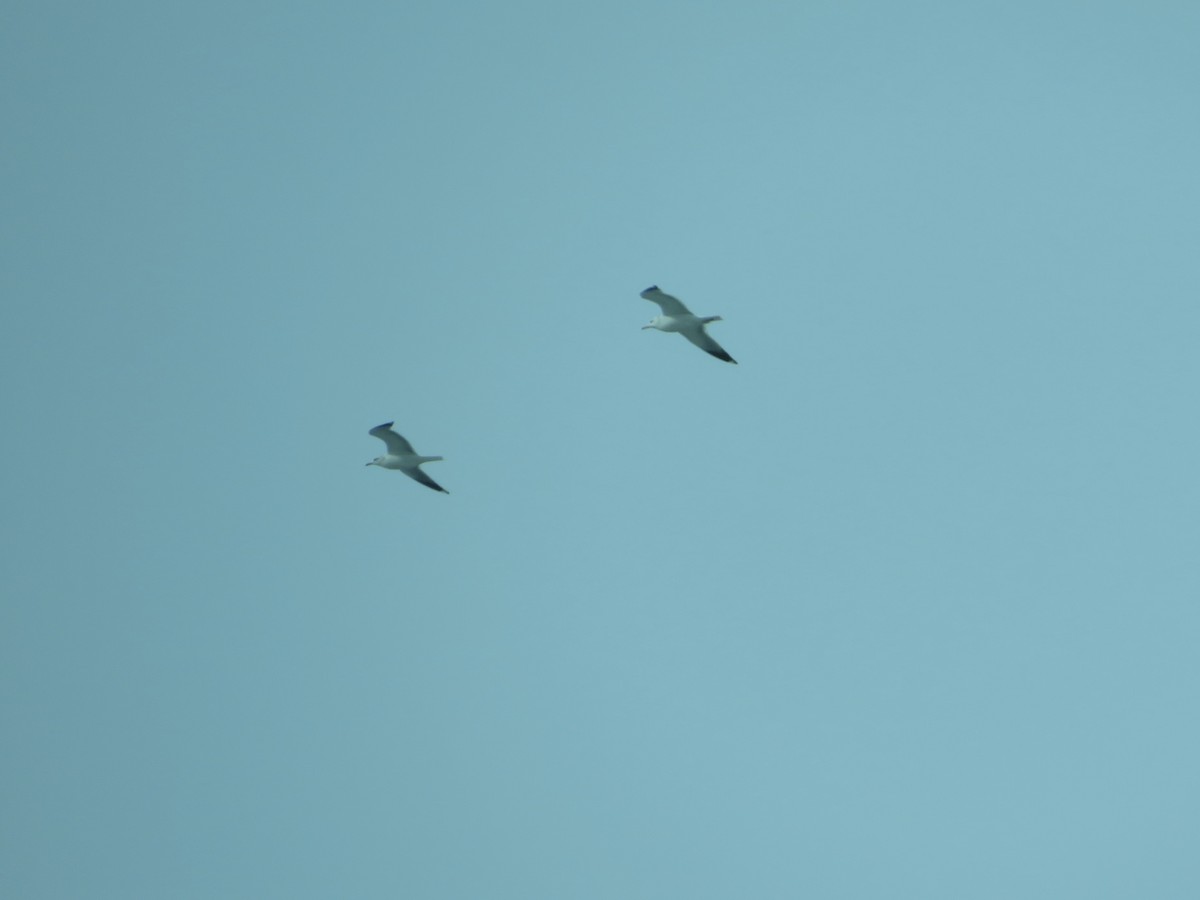 California Gull - ML405670751