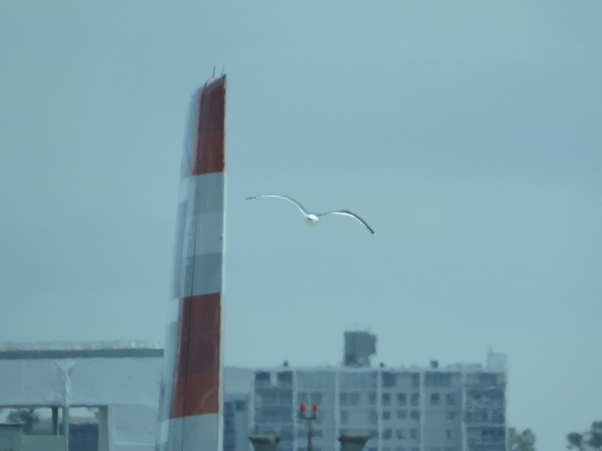 Western Gull - ML405670791