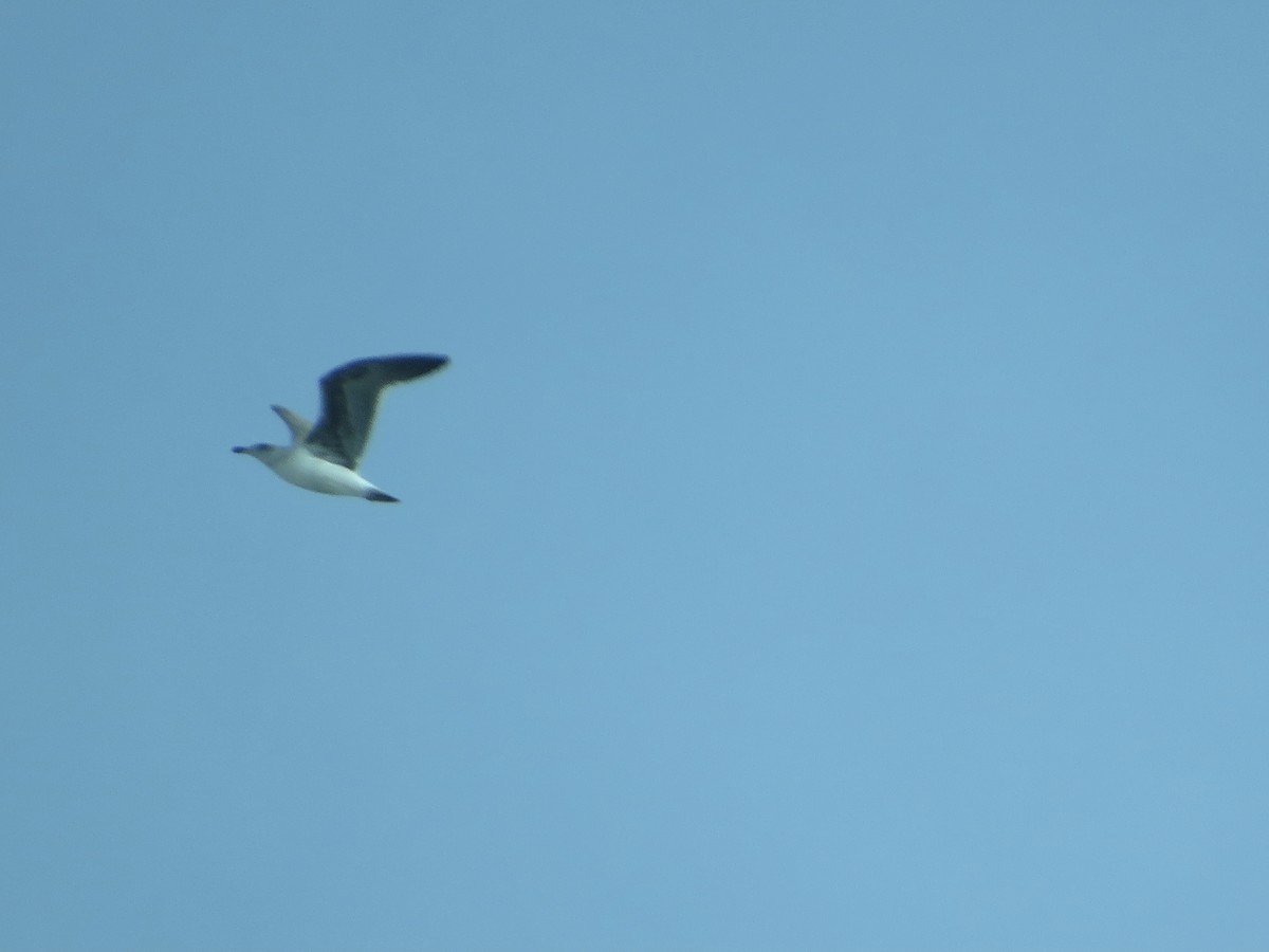 Western Gull - ML405670821