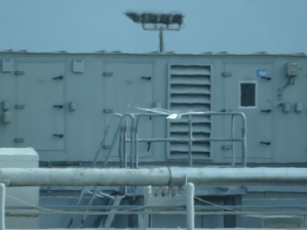 Western Gull - ML405670851